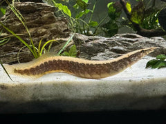 Zig Zag Eel