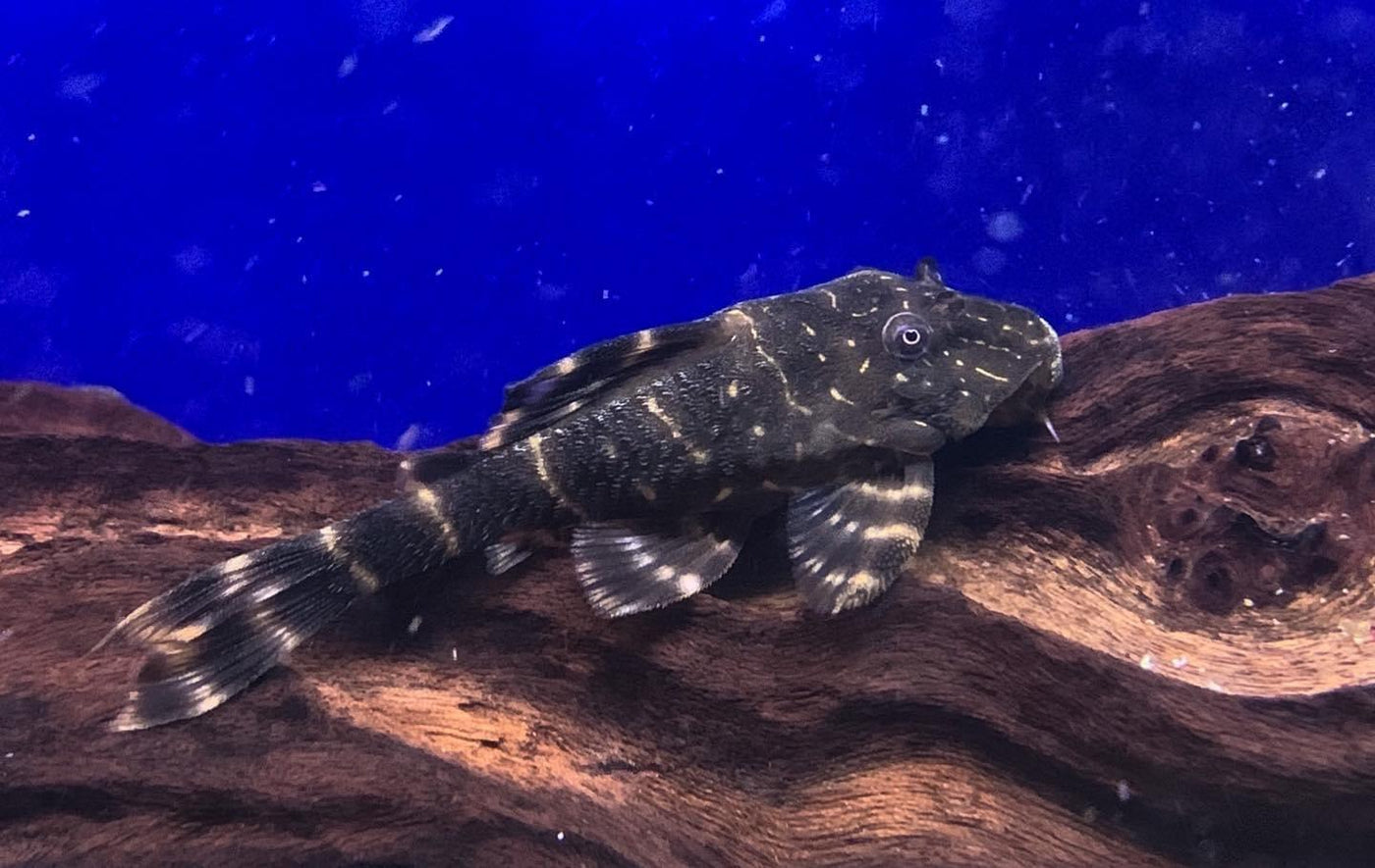 Zipper Loach