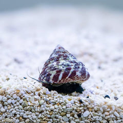 Red Stripe Trochus Snail Bali - Medium