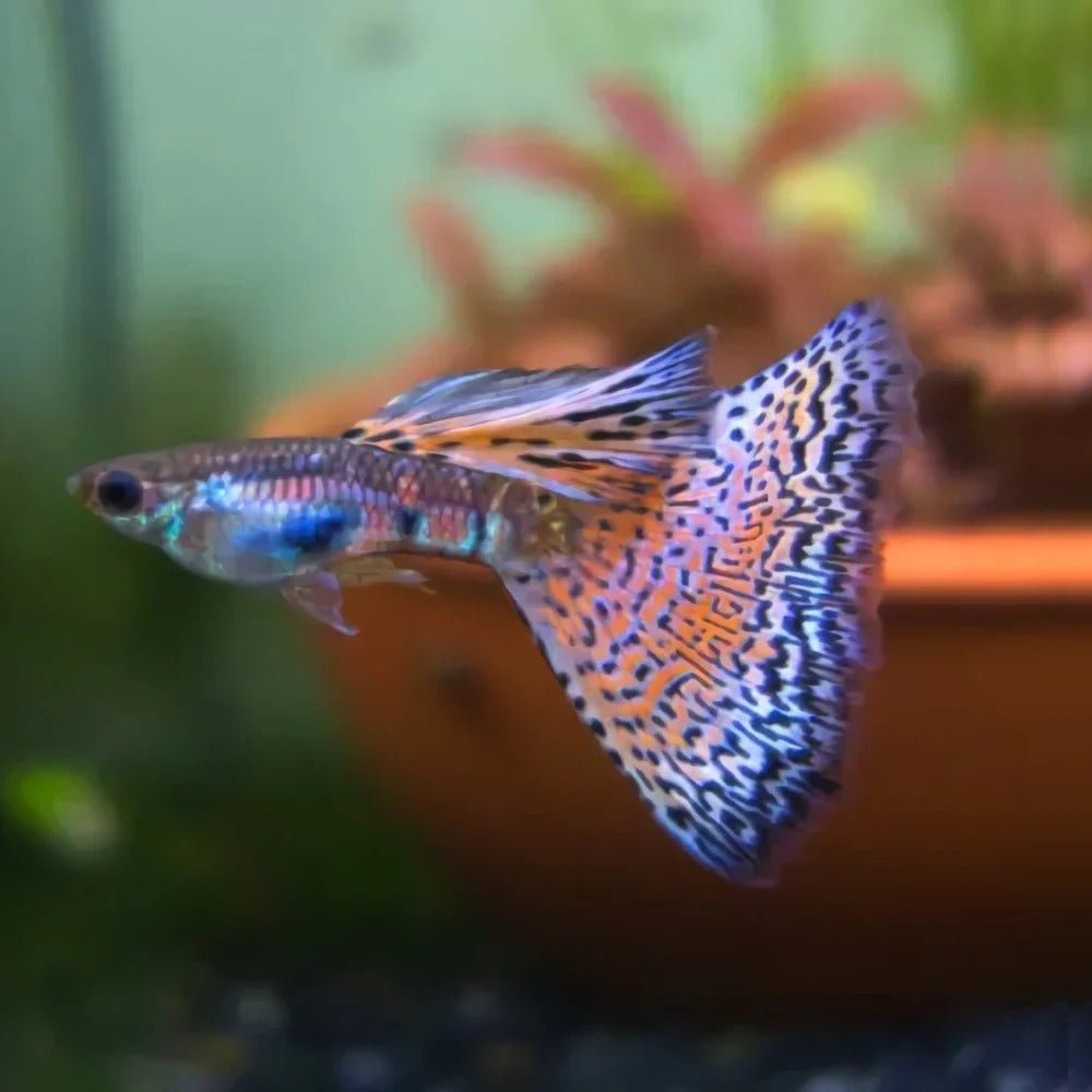 Livebearer and breeding packs