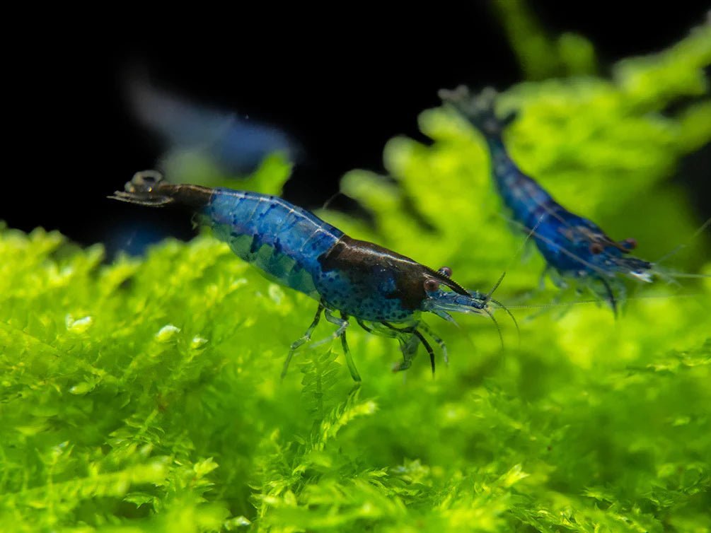 Shrimp-focused bundles