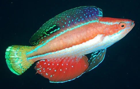 Saltwater Fish
