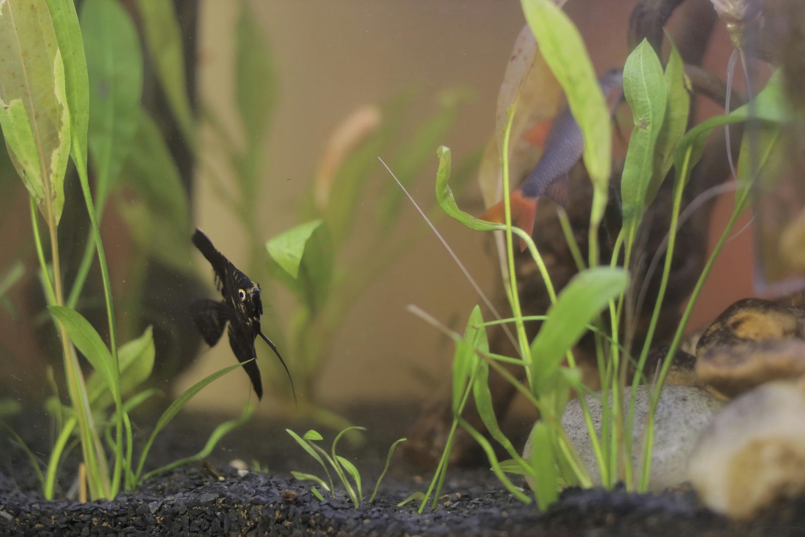 Aquarium Supply Co. planted aquarium display